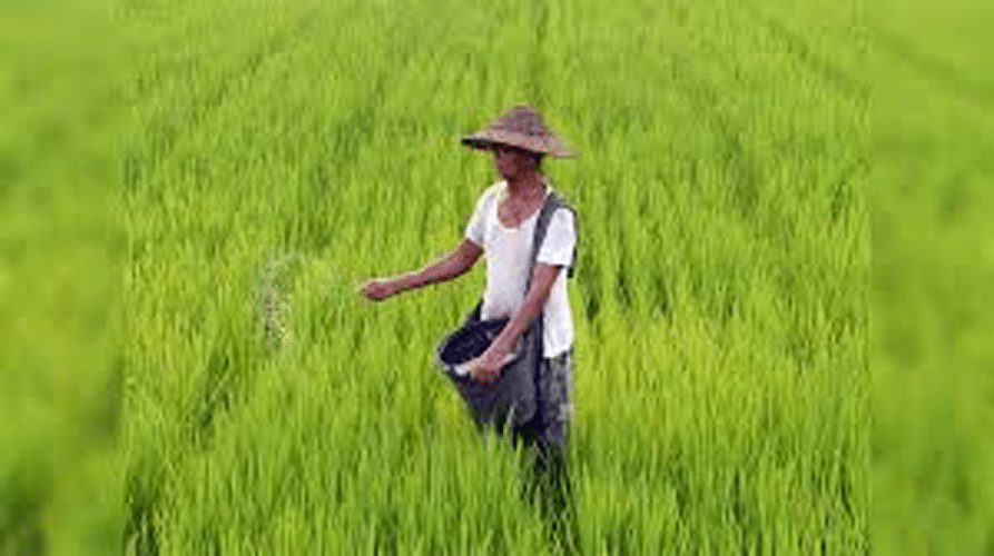 kharif crops